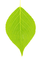 green leaf