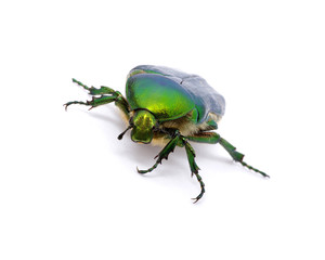 Green Beetle