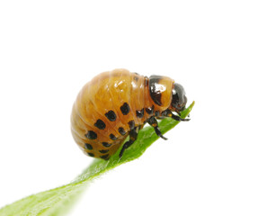colorado beetle