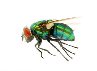 green fly