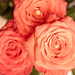 rose bouquet
