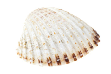 sea shell isolated