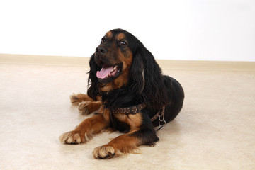 Hund im Studio