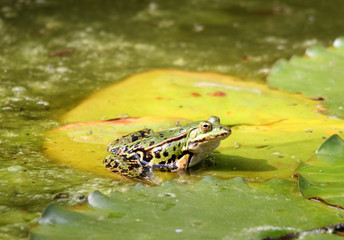 Teichfrosch - Pelophylax esculentus oder Rana esculenta