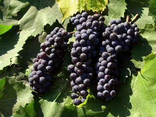 grape clusrters on the leaves