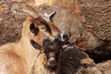 Große und kleine Ziege