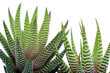 Duo d'Aloe Vera sur fond blanc