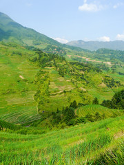 Fototapeta premium Rizières