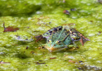 Teichfrosch - Pelophylax esculentus oder Rana esculenta