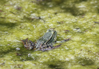 Teichfrosch - Pelophylax esculentus oder Rana esculenta