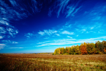 Fototapeta premium meadow sky and trees