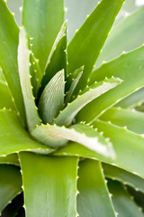Aloe vera