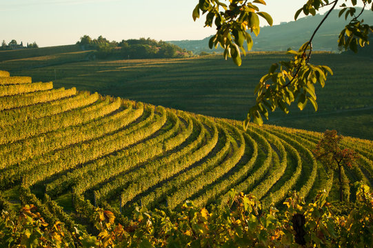 Autumn vineyard landscape in Italy