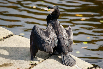 cormoran et l'hameçon