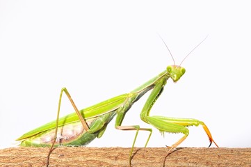 Mantis posando