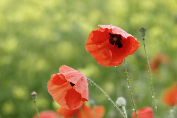 Naklejka premium mohnblumen nach regen