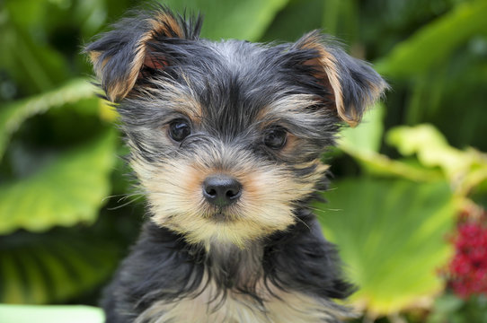 Junger Yorkshire Terrier - Rassehund Yorkshire Terrier Welpe