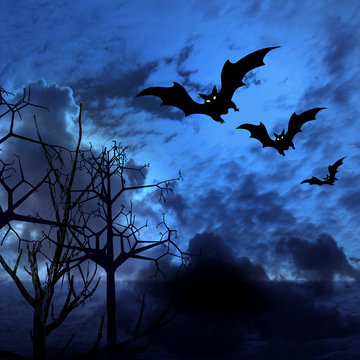 Halloween picture with bats