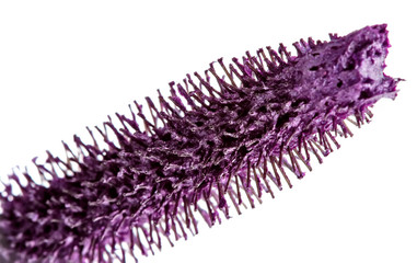 Purple mascara brush macro isolated on white