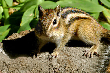 Бурундук на пне