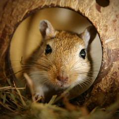 Gerbil im Kokosnusshaus