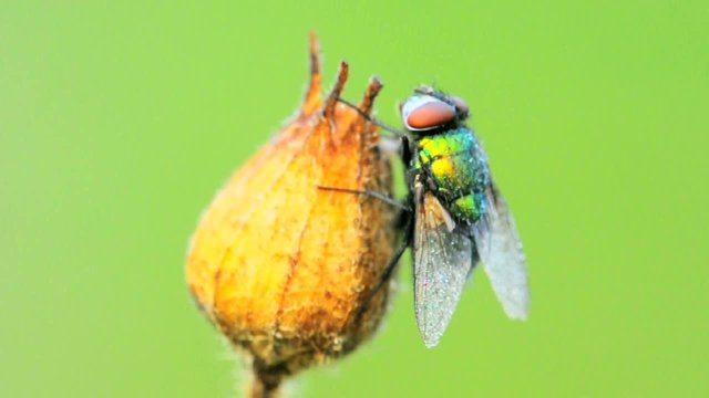 Mosca