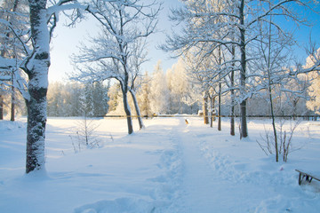 Fototapeta premium Winter park in snow