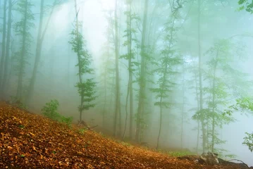  jungle misty forest in a rays of sun © Yuriy Kulik