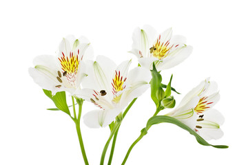 Lilie weiss © fotostuttgart