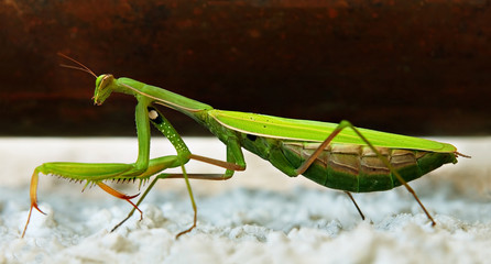 Female green praying mantis