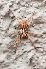Spider on wall