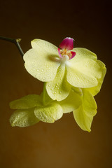 orchid-orchidea