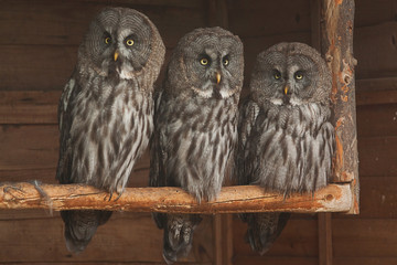 great grey owls 9147 - 26714584