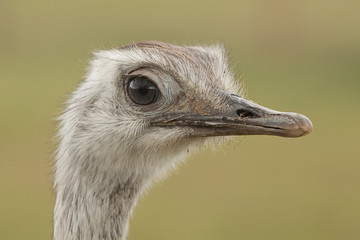rhea portrait 9185