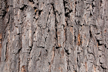 Borke Schwarze Walnuss (Juglans nigra)