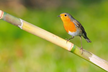 Petirrojo sobre caña, Erithacus rubecula