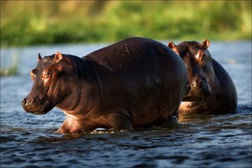 Two hippopotamuses.