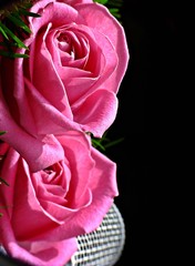 Two pink roses on black