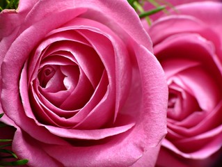 Fototapeta na wymiar Two pink roses close-up