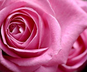 Two pink roses close-up