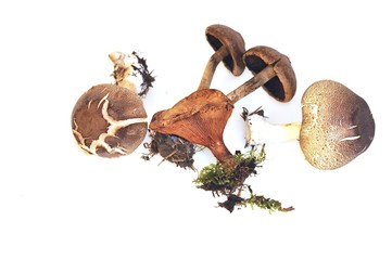Variedad de setas