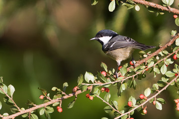 Mésange noire