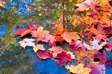 autumn in water