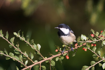 Mésange noire