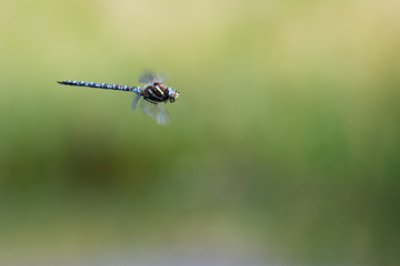 Libelle
