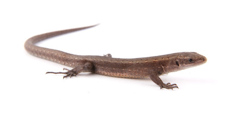 Naklejka premium Llizard