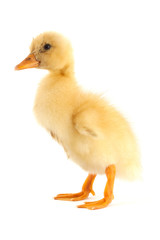 The yellow small duckling