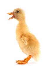 The yellow small duckling