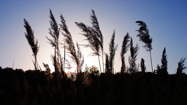 pennacchi in controluce
