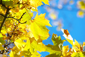 autumn leaves